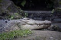 Big saltwater crocodile resting on river bank