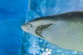 Big Sand tiger shark - CARCHARIAS TAURUS in the clear blue water of Atlantic ocean