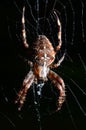 Big scary spider Araneus Royalty Free Stock Photo