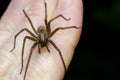 Big scary spider on hand Royalty Free Stock Photo