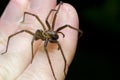 Big scary spider on hand Royalty Free Stock Photo