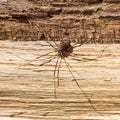 Big Scary Spider Royalty Free Stock Photo