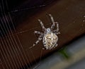 A big scary spider weaves its web.The spider is out hunting and waiting for a victim Royalty Free Stock Photo