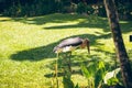 Big scavenger Marabou storks