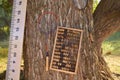 Big school lineup, old bills and badminton rackets hang on the bark of an old tree