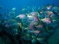 Big school of snappers underwater