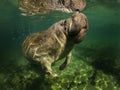 Sea cow or manatee or dugong swim in crystal clear fresh water with clouds on top background and do breath Royalty Free Stock Photo