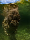 Sea cow or manatee or dugong swim in crystal clear fresh water with clouds on top background and do breath Royalty Free Stock Photo