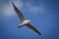 Big seagull fly in sky