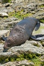 Big sea lion called seal sleeping on the rock Royalty Free Stock Photo