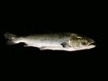 Big sea salmon, on a black background. Huge trout fish, close up. Fish head with fins Royalty Free Stock Photo
