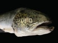 Big sea salmon, on a black background. Huge trout fish, close up. Fish head with fins Royalty Free Stock Photo