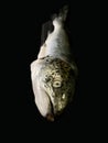 Big sea salmon, on a black background. Huge trout fish, close up. Fish head with fins Royalty Free Stock Photo
