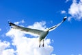 Big sea seagull flying in blue summer sky Royalty Free Stock Photo