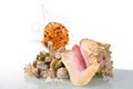 Big sea shell with glass fish and corals Royalty Free Stock Photo