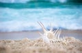 Big sea  shell on the sand on the beach with blur big sea wave in background, close up Royalty Free Stock Photo