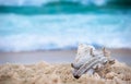 Big sea shell on the sand on the beach with blur big sea wave in background, close up Royalty Free Stock Photo