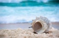 Big sea shell on the sand on the beach with blur big sea wave in background, close up Royalty Free Stock Photo