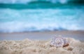 Big sea shell on the sand on the  beach with blur big sea wave in background, close up Royalty Free Stock Photo