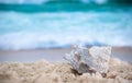 Big sea shell on the sand on the beach with blur big sea wave in background, close up Royalty Free Stock Photo
