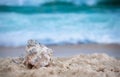 Big sea shell on the sand on the beach with blur big sea wave in background, close up Royalty Free Stock Photo