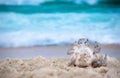 Big sea shell on the  sand on the beach with blur big sea wave in background, close up Royalty Free Stock Photo