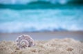 Big sea shell on the sand  on the beach with blur big sea wave in background, close up Royalty Free Stock Photo