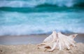 Big sea shell on the  sand on the beach with blur big sea wave in background, close up Royalty Free Stock Photo