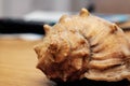 Big sea shell on a wooden table Royalty Free Stock Photo