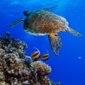 Big sea turle underwater Royalty Free Stock Photo