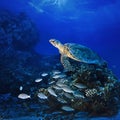 Big sea turle underwater Royalty Free Stock Photo