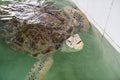 Big sea turtle breath and ask for food feed by visitors, Rayong Royalty Free Stock Photo