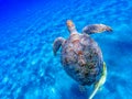 Big sea turtle Eretmochelys imbricata with sticky fish Royalty Free Stock Photo