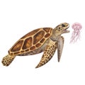 Big sea turtle hunts eats jellyfish. Endangered. Hand-drawn watercolor illustration isolated on white background. For Royalty Free Stock Photo