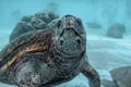 Big sea turtle Kareta flowing in a sea water in Japan Royalty Free Stock Photo