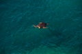 Big sea turtle in Mediterranean Sea swimming at the beach near A Royalty Free Stock Photo