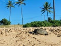 Big sea turtle on the sandy beach with the tall palm trees under the blue sky in the background Royalty Free Stock Photo