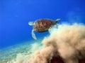 Big sea turtle starting from sand underwater Royalty Free Stock Photo