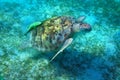 Big sea turtle and suckerfish Royalty Free Stock Photo