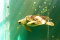 Big sea turtle swimming Royalty Free Stock Photo