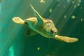 Big sea turtle swimming Royalty Free Stock Photo