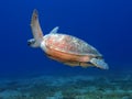 Big sea turtle swimming underwater