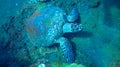 Big sea turtle swims in sea water. Hawksbill Sea Turtle closeup. Wildlife of tropical coral reef. Tropic seashore ecosystem. Royalty Free Stock Photo