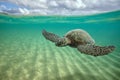 Big sea turtle in shallow water of ocean Royalty Free Stock Photo