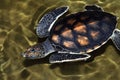 Big sea turttle in clear water Royalty Free Stock Photo