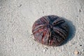 A big sea urchin Royalty Free Stock Photo