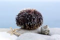 Big sea urchin Royalty Free Stock Photo
