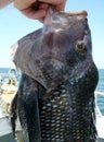 Big Seabass Catch