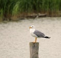 seagull called Gabbiano in italian language Royalty Free Stock Photo