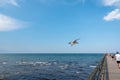 Big seagull flies close over the ground and the sky is blue